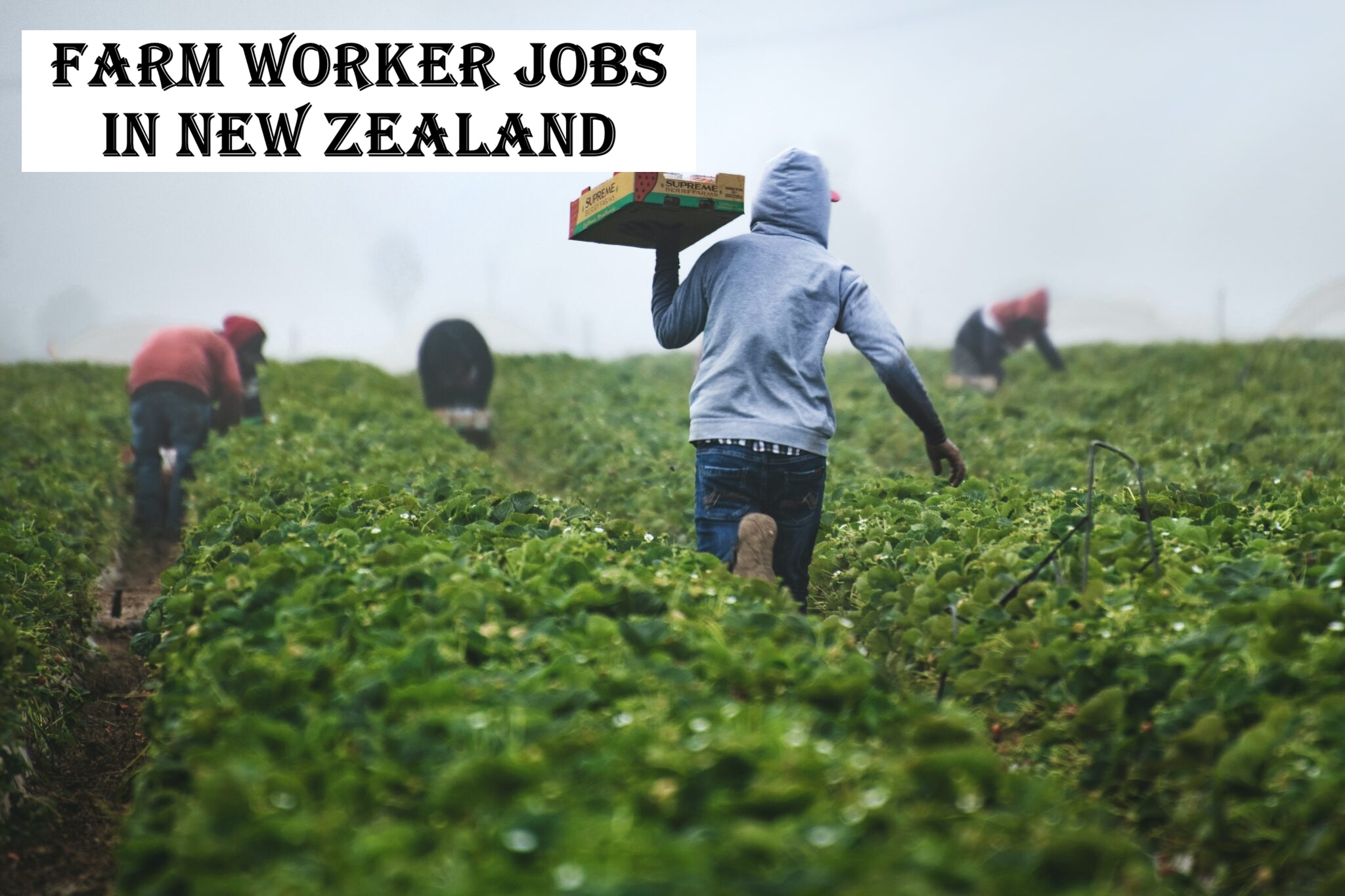 Farm Worker Jobs in New Zealand