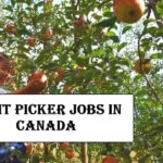 Fruit Picker Jobs in Canada