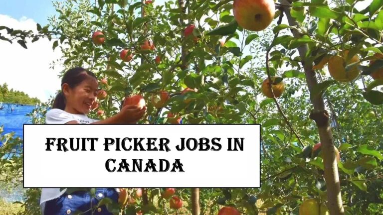 Fruit Picker Jobs in Canada
