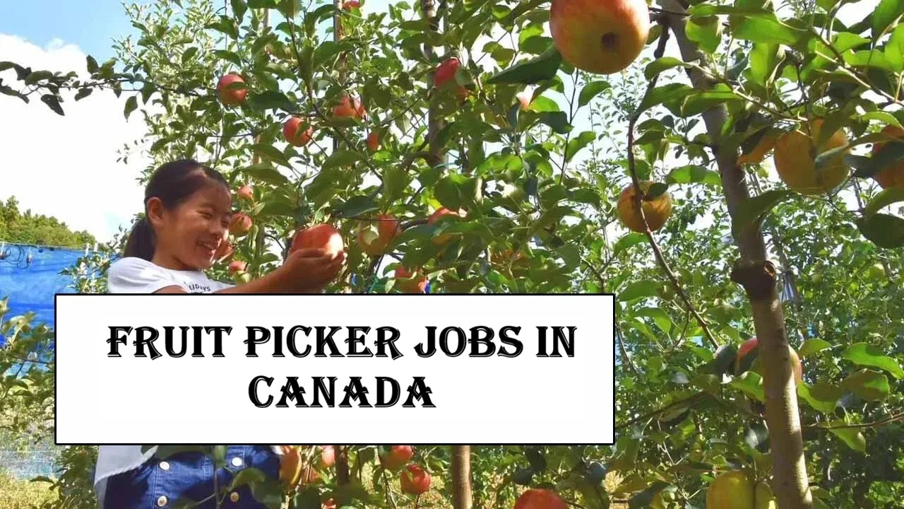 Fruit Picker Jobs in Canada
