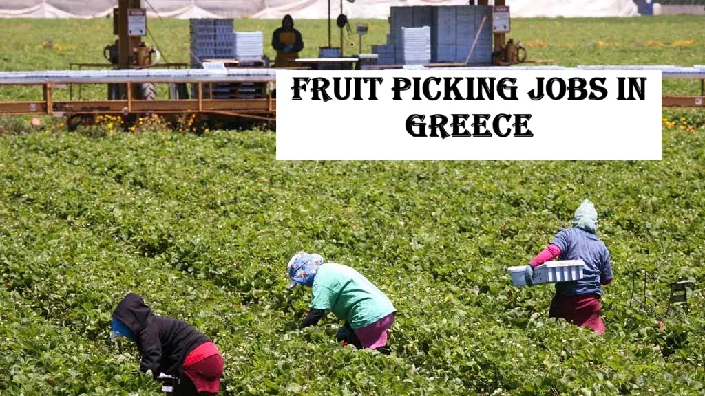 Fruit Picking Jobs in Greece