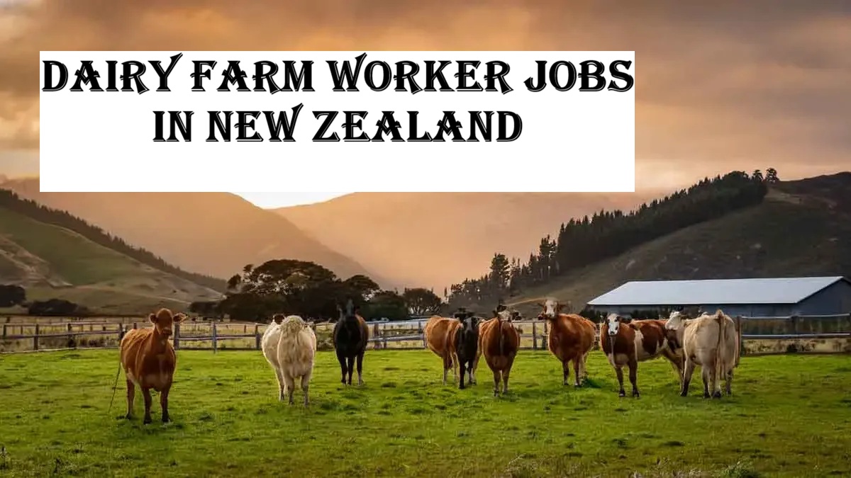 Dairy Farm Worker Jobs in New Zealand