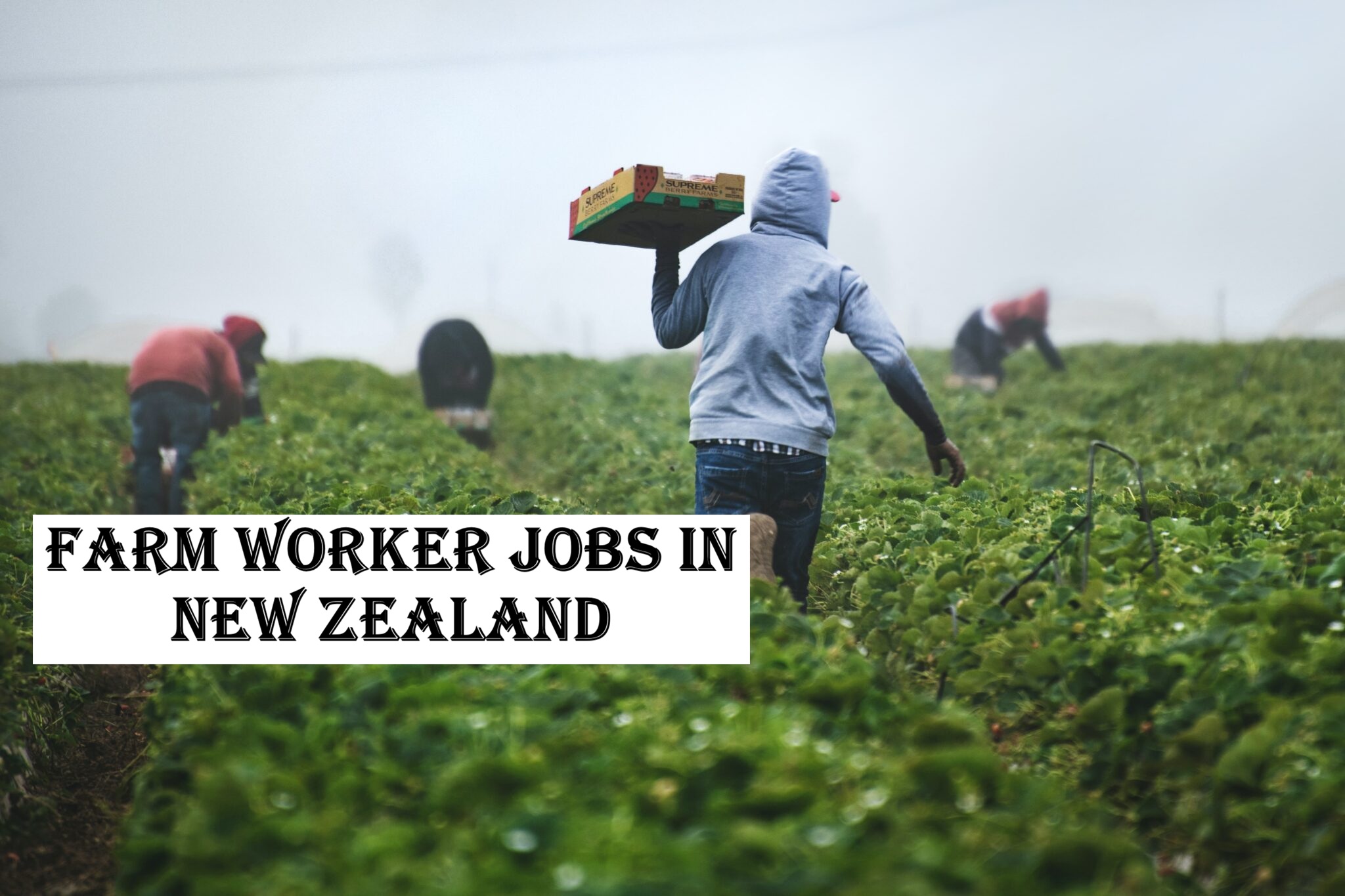 Farm Worker Jobs in New Zealand