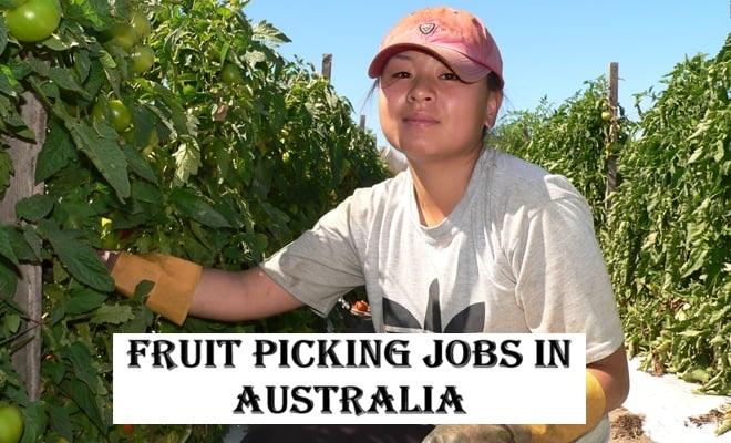 Fruit Picking Jobs in Australia