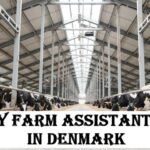 Dairy Farm Assistant Jobs in Denmark