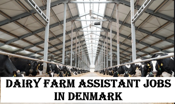 Dairy Farm Assistant Jobs in Denmark