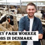 Dairy Farm Worker Jobs in Denmark
