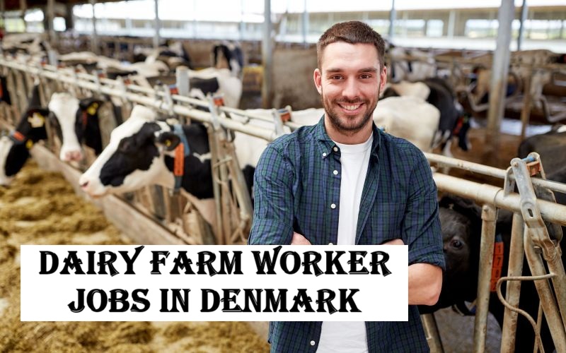 Dairy Farm Worker Jobs in Denmark