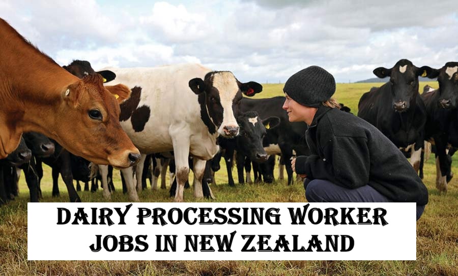 Dairy Processing Worker Jobs in New Zealand