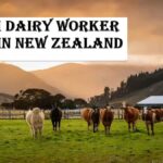 Farm Dairy Worker Jobs in New Zealand