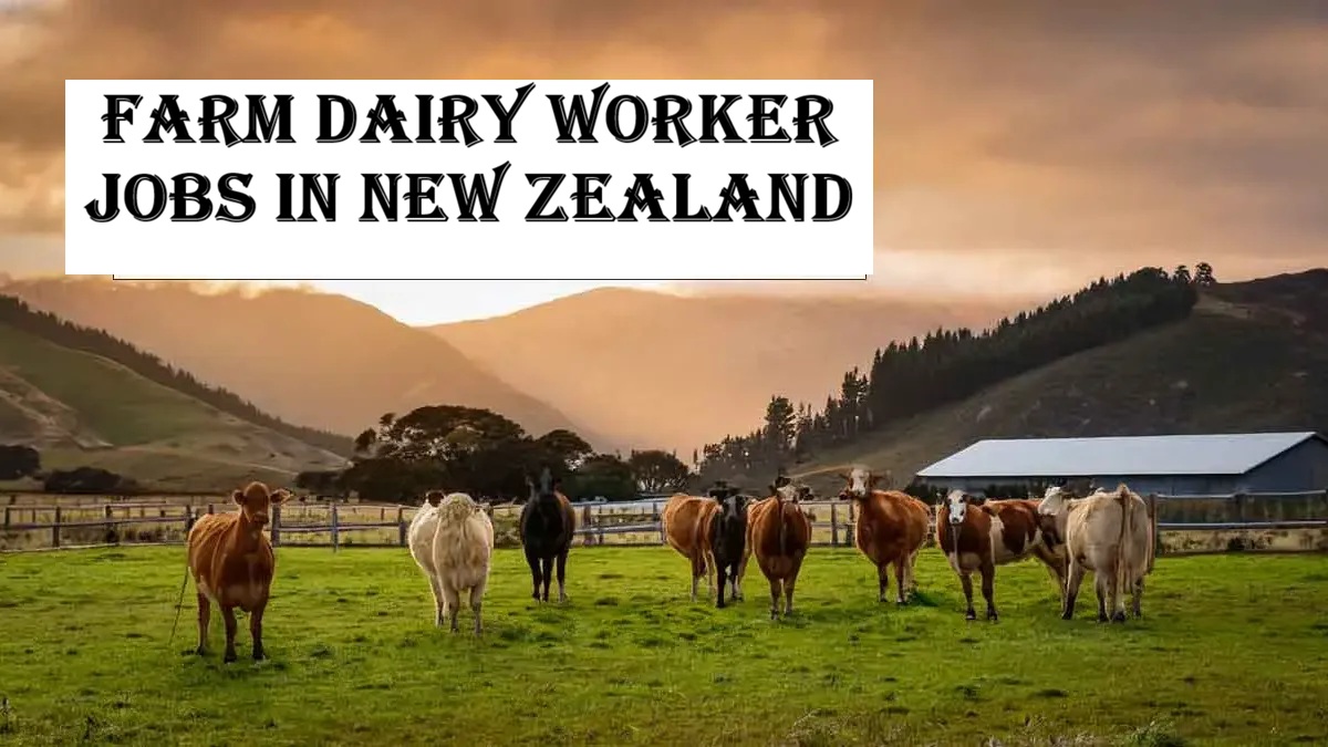 Farm Dairy Worker Jobs in New Zealand