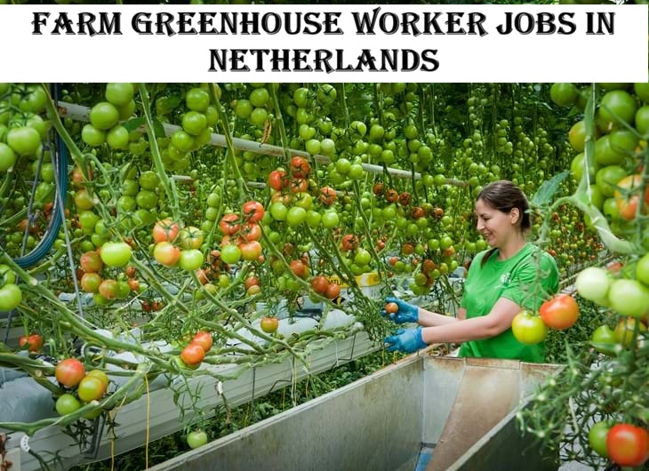 Farm Greenhouse Worker Jobs in Netherlands