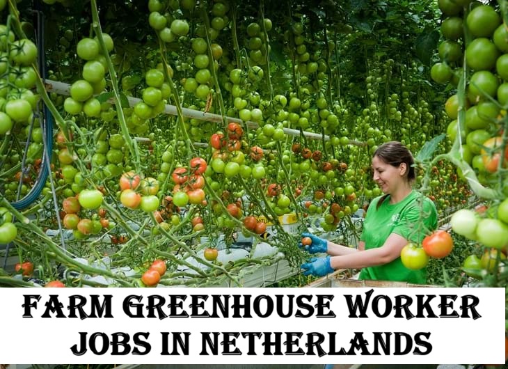 Farm Greenhouse Worker Jobs in Netherlands