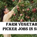Farm Vegetable Picker Jobs in Spain