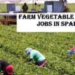 Farm Vegetable Picker Jobs in Spain