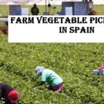 Farm Vegetable Picker Jobs in Spain