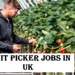Fruit Picker Jobs in UK