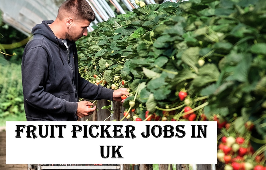 Fruit Picker Jobs in UK
