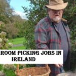 Mushroom Picking Jobs in Ireland