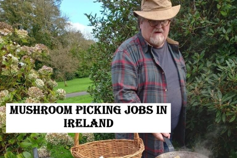 Mushroom Picking Jobs in Ireland