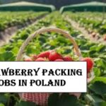 Strawberry Packing Jobs in Poland