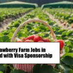 Strawberry Packing Jobs in Poland
