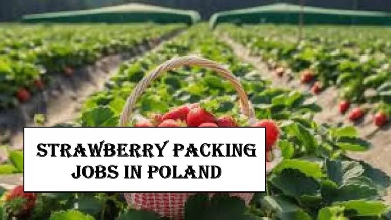 Strawberry Packing Jobs in Poland