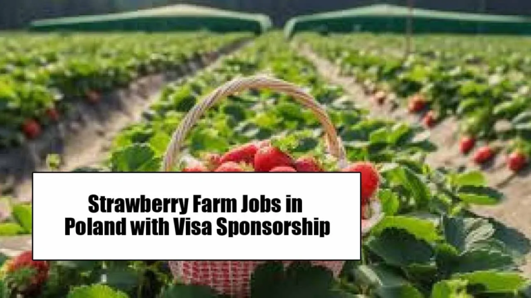 Strawberry Packing Jobs in Poland