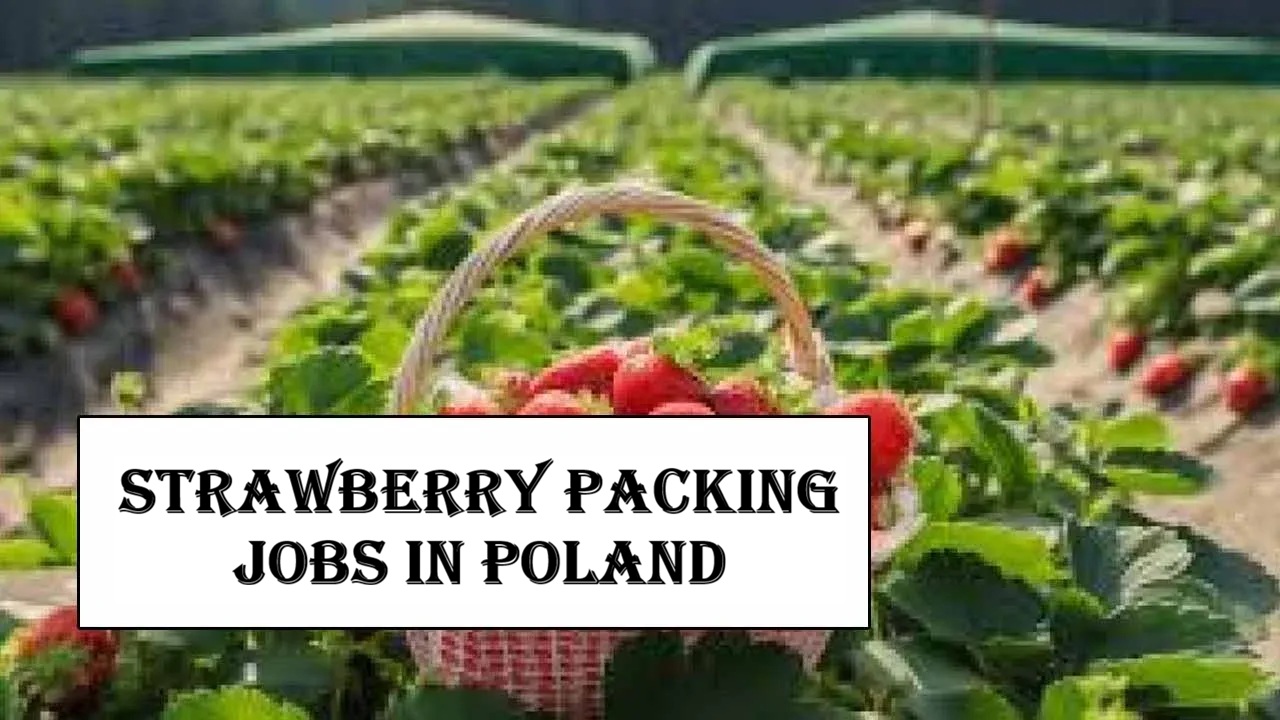 Strawberry Packing Jobs in Poland