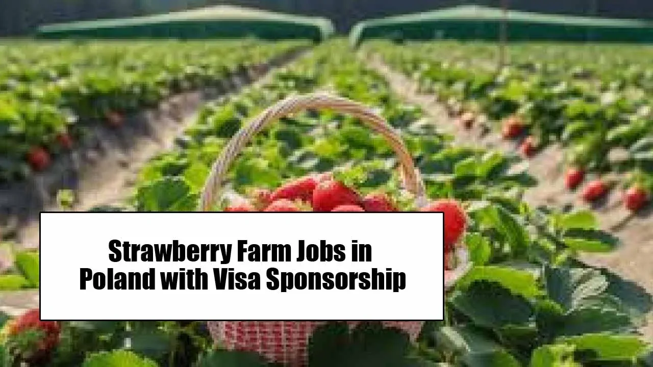 Strawberry Packing Jobs in Poland