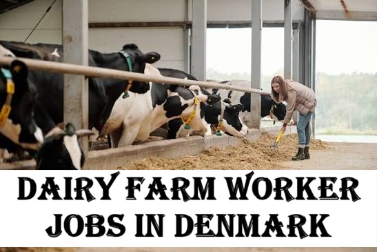 Dairy Farm Worker Jobs in Denmark