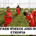 Farm Worker Jobs in Ethiopia