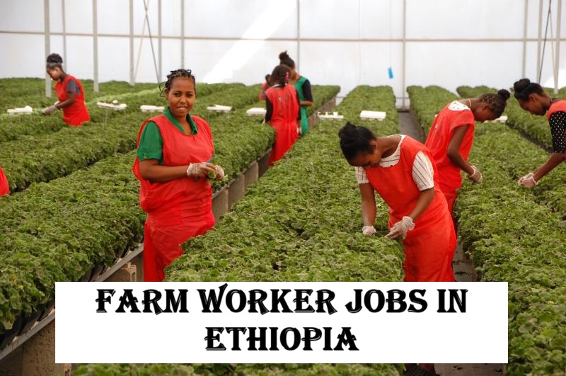 Farm Worker Jobs in Ethiopia