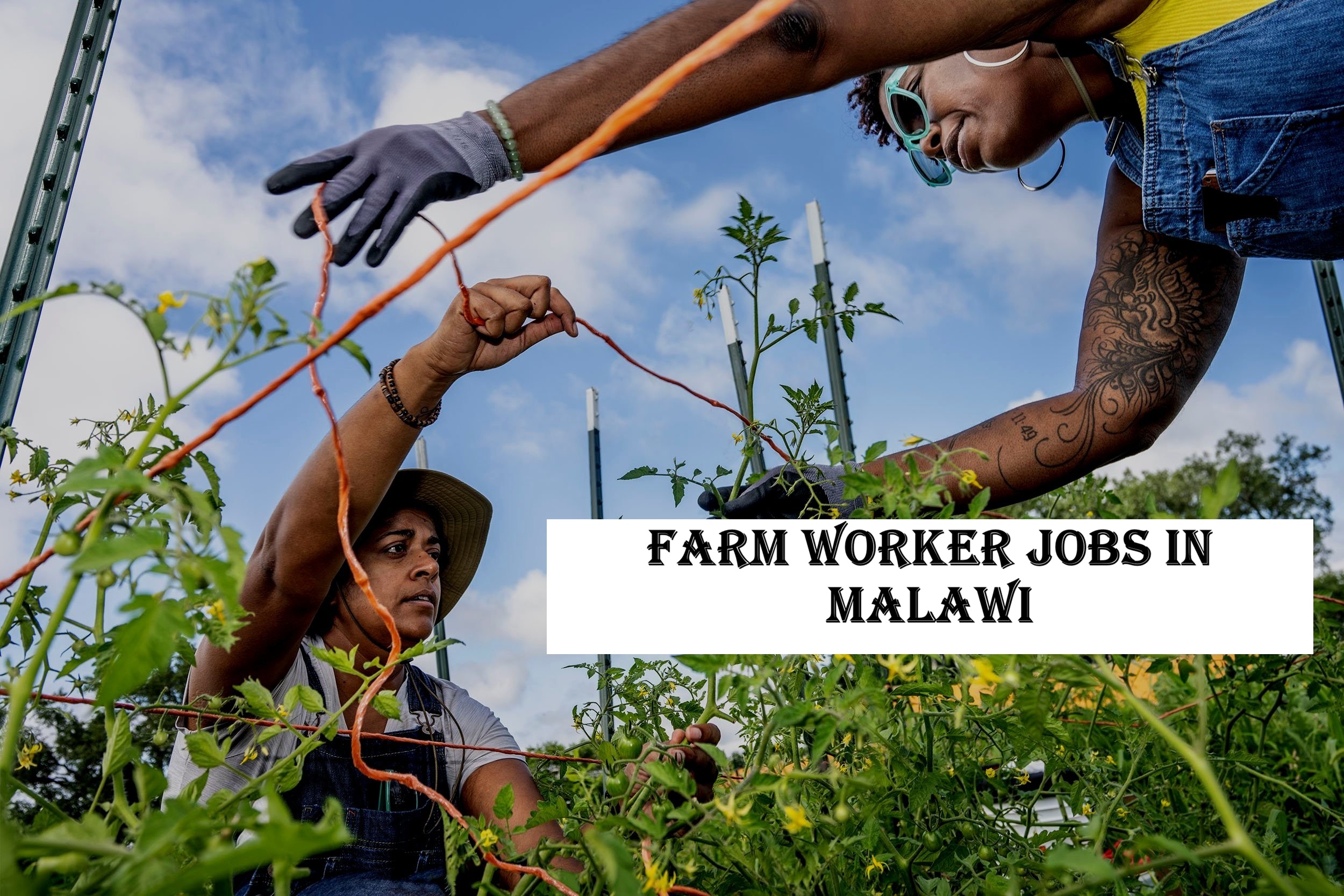 Farm Worker Jobs in Malawi