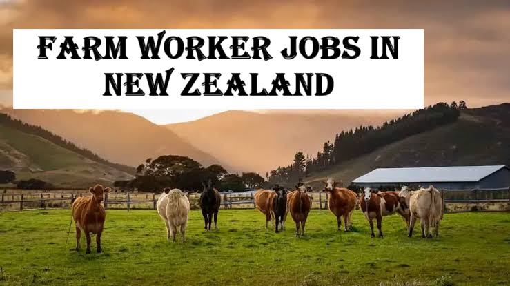 Farm Worker Jobs in New Zealand