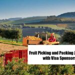 Fruit Packing Jobs in Italy