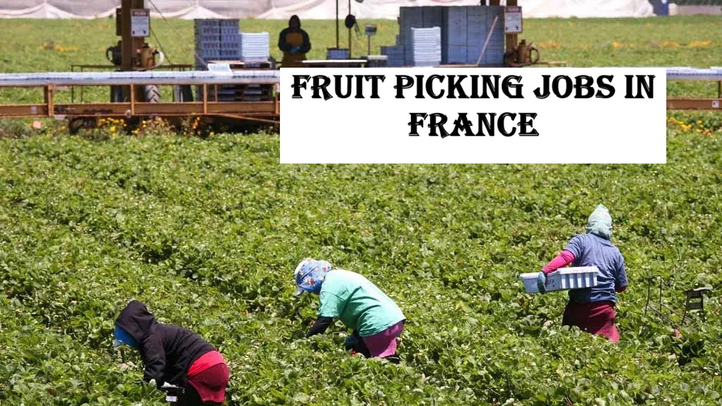 Fruit Picking Jobs in France