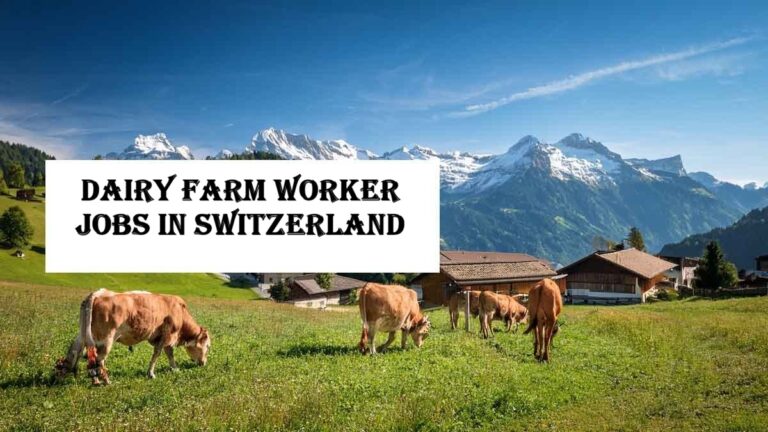 Dairy Farm Worker Jobs in Switzerland