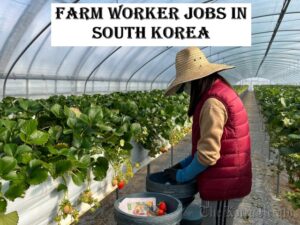 Farm Worker Jobs in South Korea