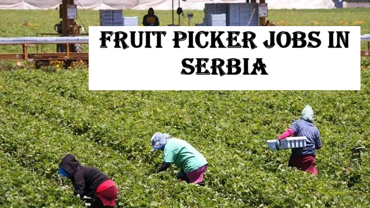 Fruit Picker Jobs in Serbia