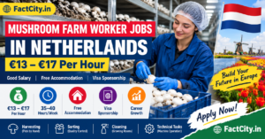 Mushroom Farm Worker Jobs in the Netherlands – €13–17/hour – 35–40 hours/week – Harvest mushrooms, sort produce & clean growing areas.