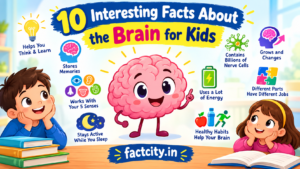 10 Interesting Facts About the Brain