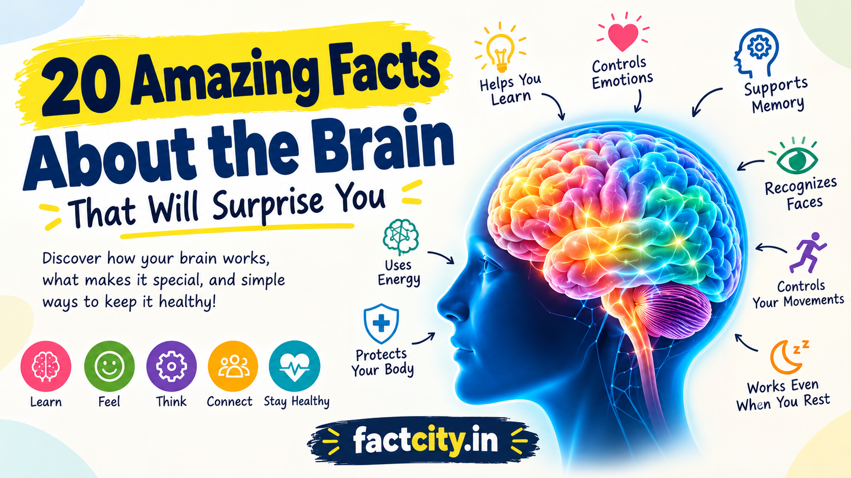 Amazing Facts About the Brain