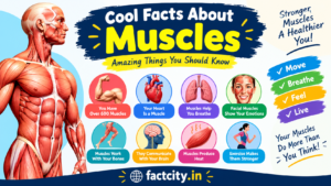 Cool Facts About Muscles