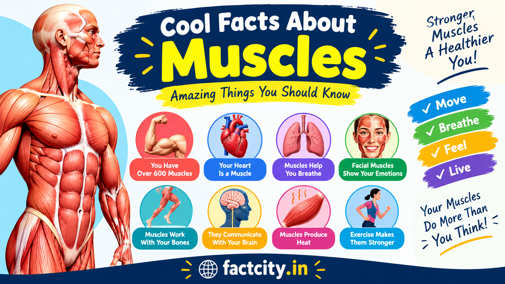 Cool Facts About Muscles